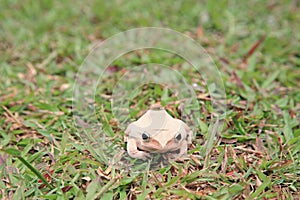 White tree frog sitting on green grass