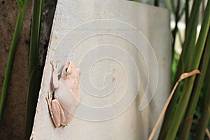 White tree frog sticking