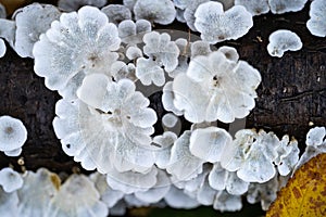 White tree fungi on a dead branch inside the forest