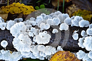 White tree fungi on a dead branch inside the forest