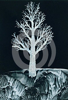 White tree at night