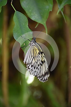 White Tree Nymph Butterfly Clinging to a Green Leaf