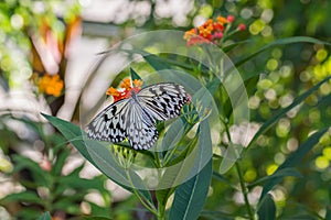 White tree nymph butterfly on a plant