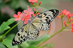 White Tree Nymph butterfly