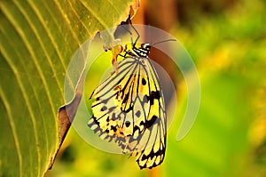 White tree nymph hanging from a leaf