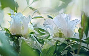 White Tree Peony buds