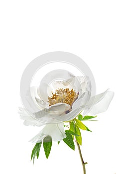 White tree peony flower, isolated on white background