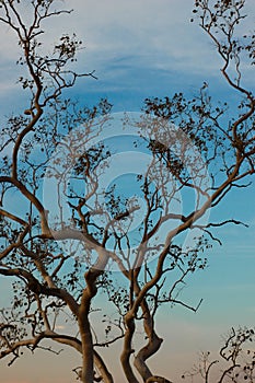 White tree with the perfect sky