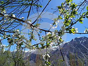 White tree plant flowers with mesmerizing snow caped mountains