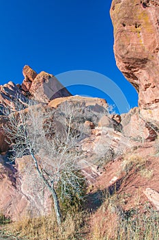 White Tree Red Rock