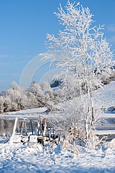 White tree and river