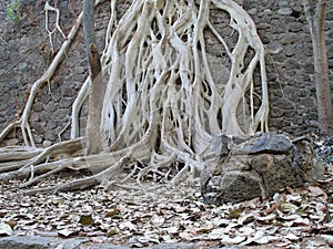 White Tree Roots