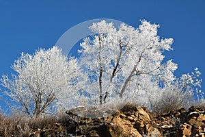 White tree under blue sky