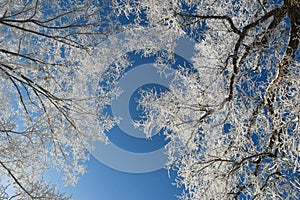 White tree under blue sky