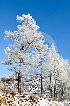 White tree under blue sky