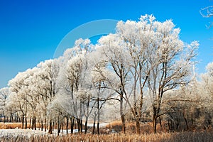 White trees