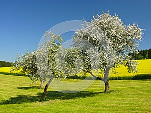 Weiß Bäume a blauer himmel 