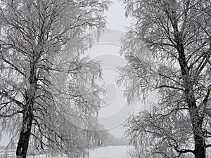 White trees branches in frost in winter