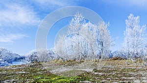 White trees, bushes and grass covered with frost on the coast of calm lake. Sunny frosty morning.