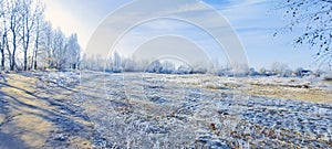 White trees, bushes and grass covered with frost. Sunny frosty morning.