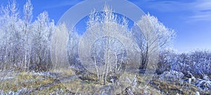 White trees, bushes and grass covered with frost. Sunny frosty morning.