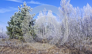 White trees, bushes and grass covered with frost. Sunny frosty morning.