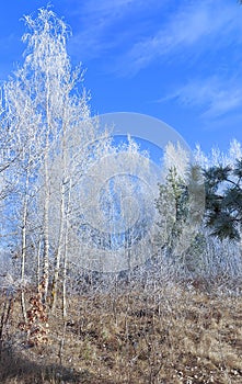White trees, bushes and grass covered with frost. Sunny frosty morning.