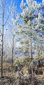 White trees, bushes and grass covered with frost. Sunny frosty morning.