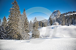 White trees covered by fresh snow in Alps, postcard winter landscape
