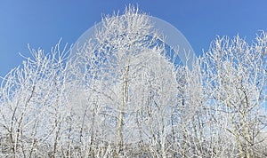 White trees covered with frost. Trees as white lace. Sunny frosty morning.