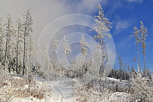 Biele stromy s mrazom v zasneženej krajine pod mrakmi a modrou oblohou