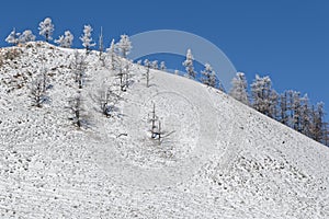 White trees on a hill of North Mongolia
