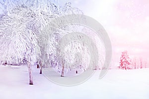 White trees in the snow in the city park. Beautiful winter landscape in pink and blue color.