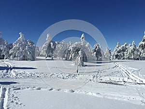 White Trees after snowing