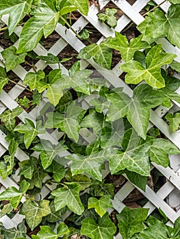 White trellis covered with lush ivy