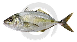 White trevally, striped jack, shima aji, Pseudocaranx dentex