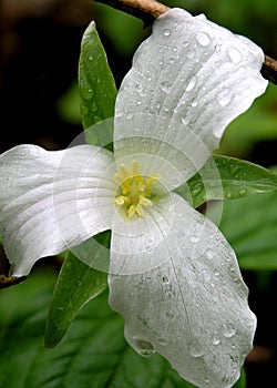 White Trillium photo