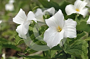 White trillium