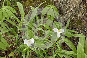 White trillium in bloom
