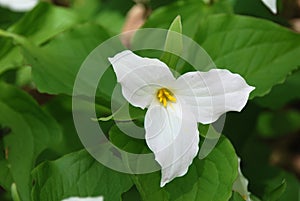 White Trillium blooming photo