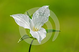 White Trillium flower