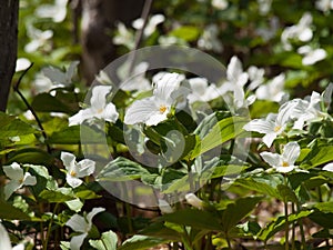 White Trillium flowers on forest ground photo