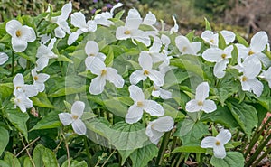 White Trillium grandiflorum, bright white flowering plants