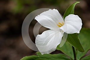 White Trillium Flower in Toronto, Ontario photo