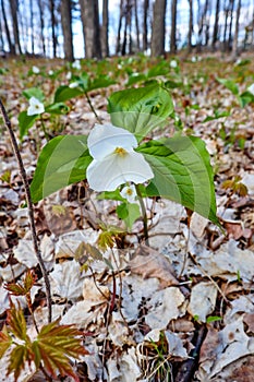 White Trillium Trillium nivale wild flower protected in Wisconsin