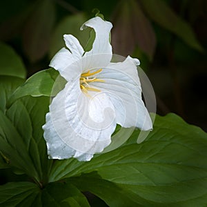 White Trillium (Trillium grandiflorum) Bloom