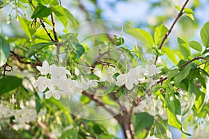 White tropical asian flower Wrightia Religiosa Benth