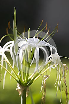 White tropical cultivated flowers with long petals photo