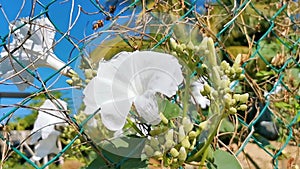 White tropical exotic flowers and flowering outdoor in Mexico