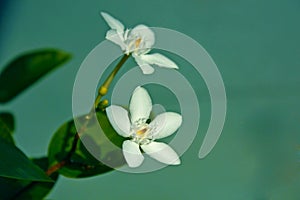 White Tropical Flower on Seawave colour Natural Background Wrightia Antidysenterica